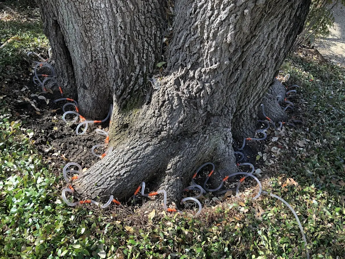 Detailed Tree Cabling and Bracing job site in Flintstone